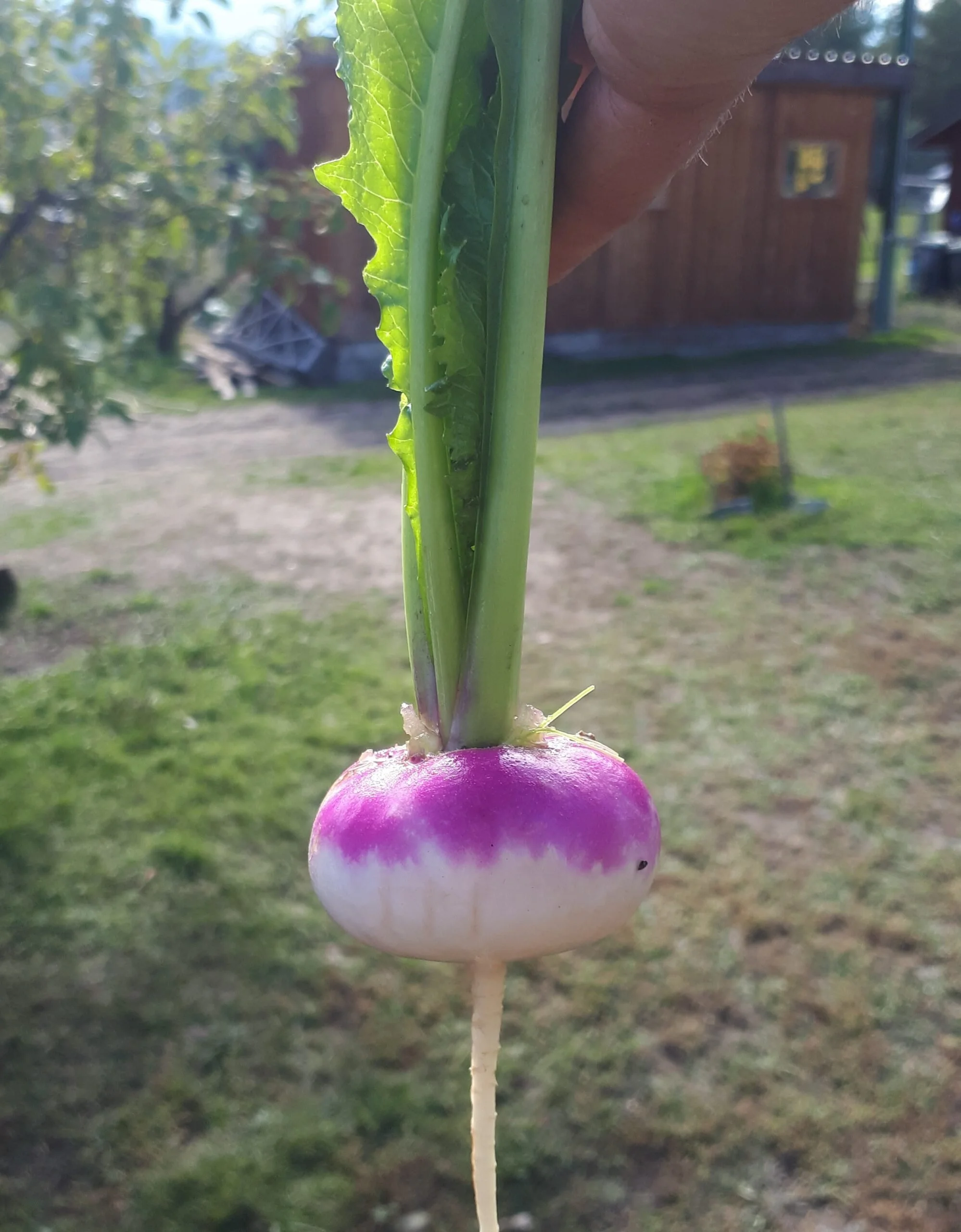 Purple Top Turnip