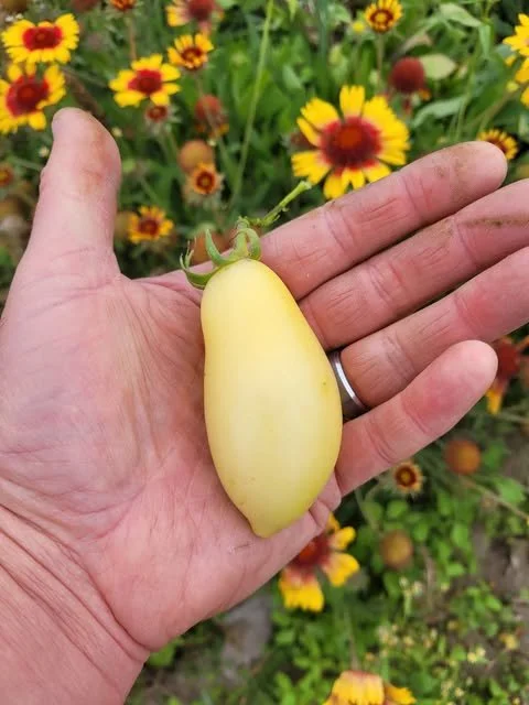 Cream Sausage Tomato