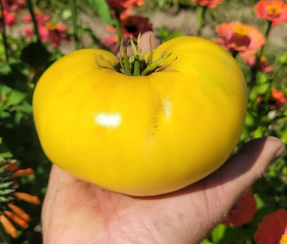 Yellow Brandywine Tomato
