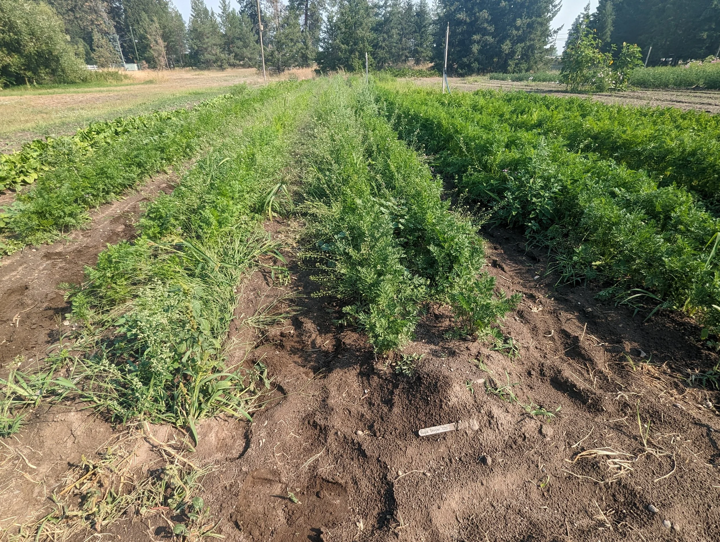 Rows of green vegetable plants growing in a farm field with a sign marker on the dirt in front. Trees and power lines are seen in the background.