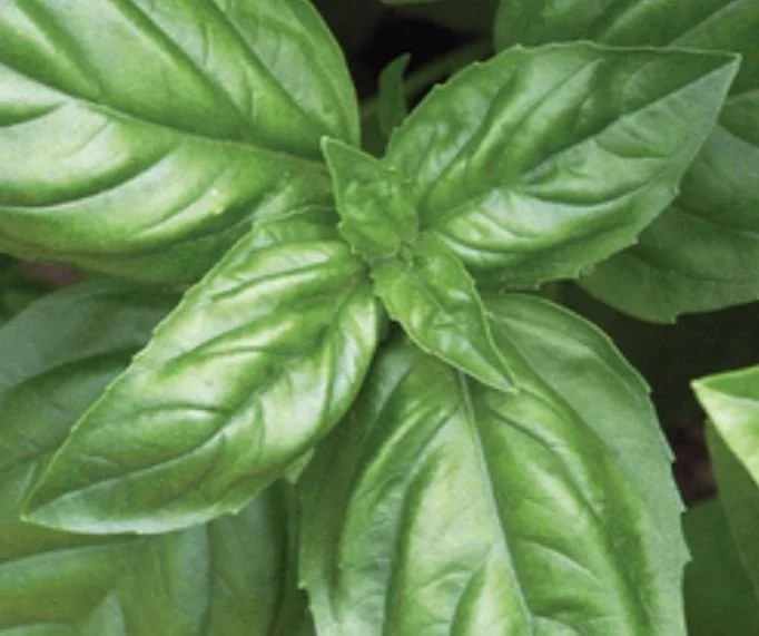 Genovese Basil