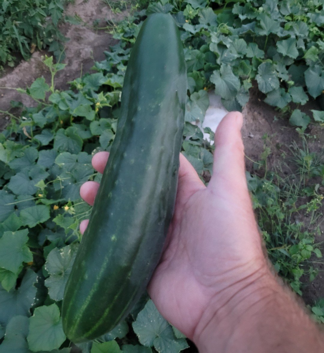 Shintokiwa Cucumber