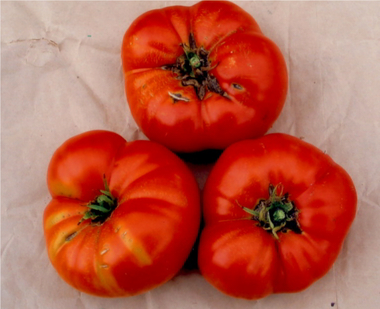 Amish Brandywine Tomato