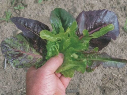 Lettuce Mix