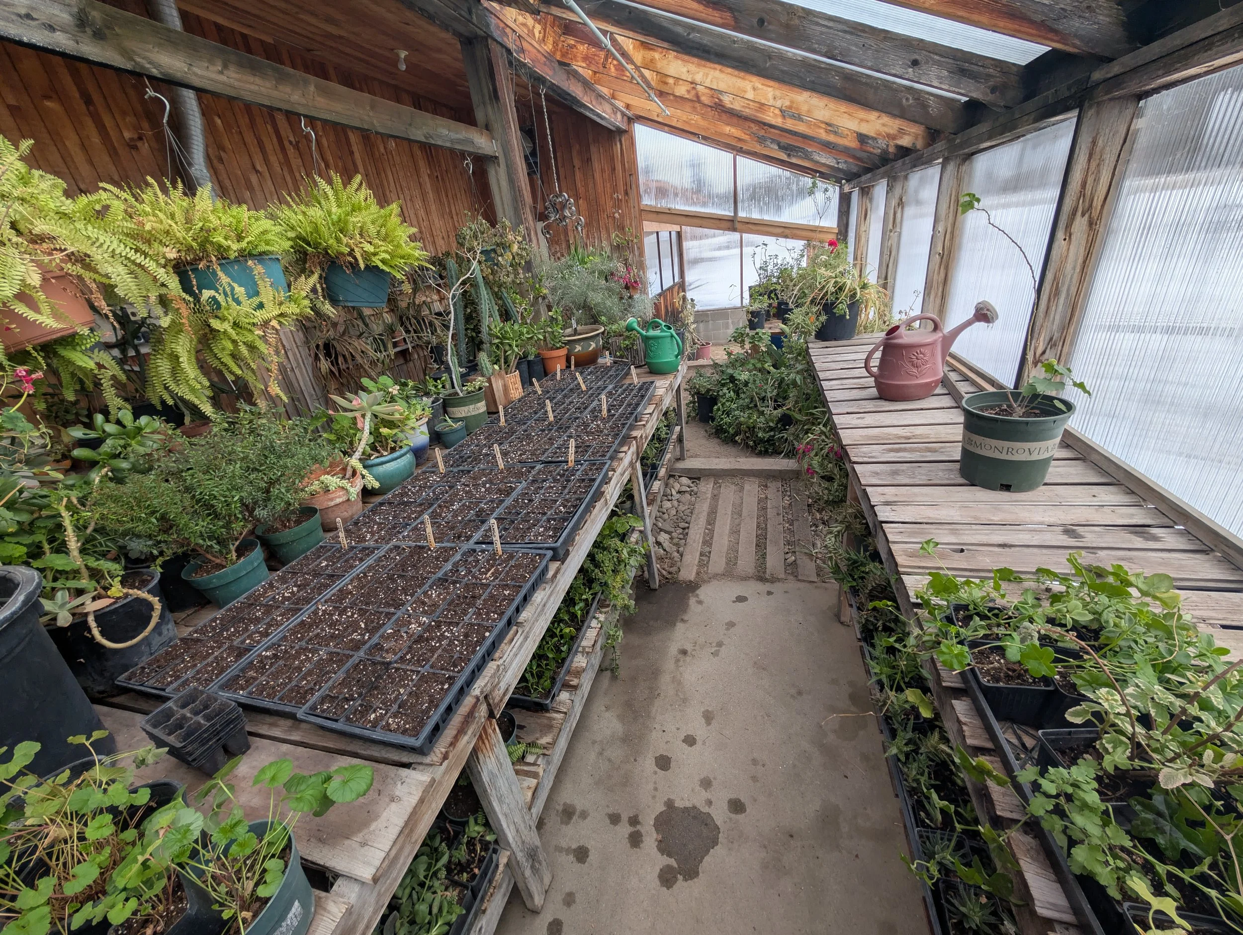 A greenhouse interior with wooden shelves filled with potted plants and seedlings, some watering cans, and a concrete floor with water spots.