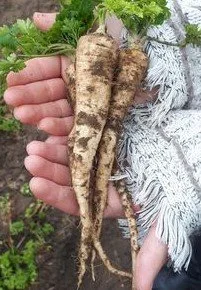 Hamburg Parsley Root