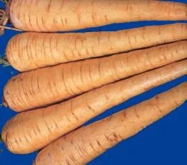 Andover Parsnip