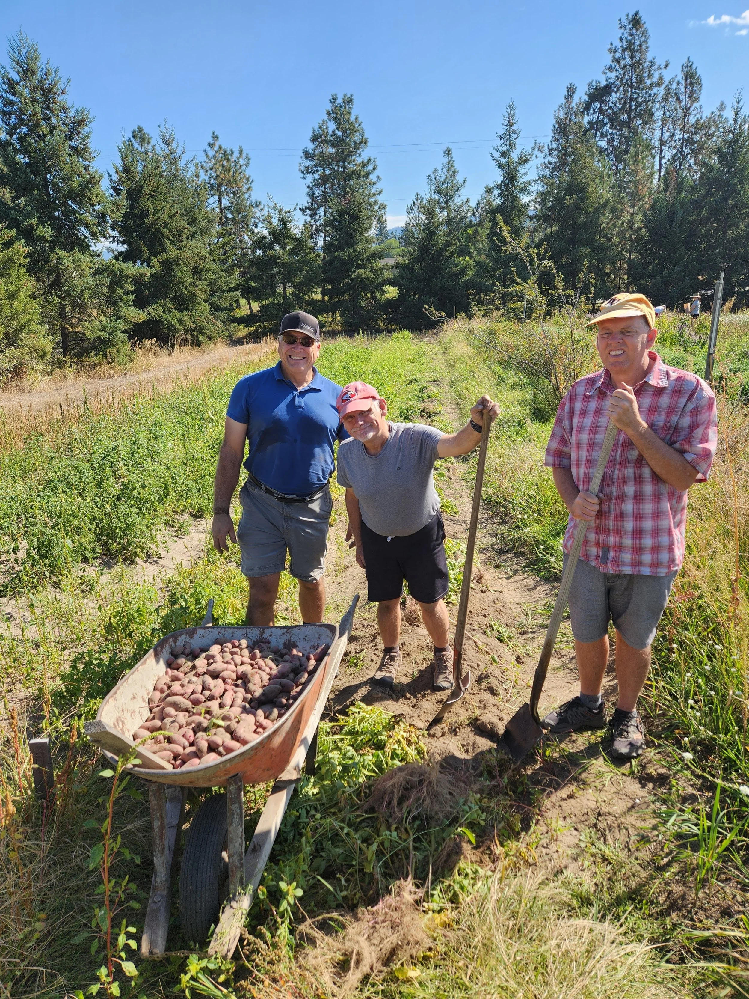 Three men harvesting potatoes in a field on a sunny day, one holding a wheelbarrow filled with potatoes, two with shovels, surrounded by green plants and tall trees.