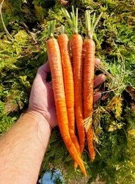 Manpukuji Carrot