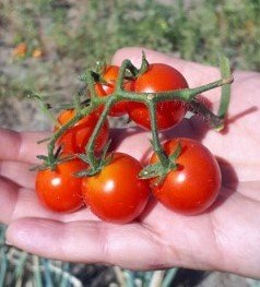 Gardener's Delight Tomato