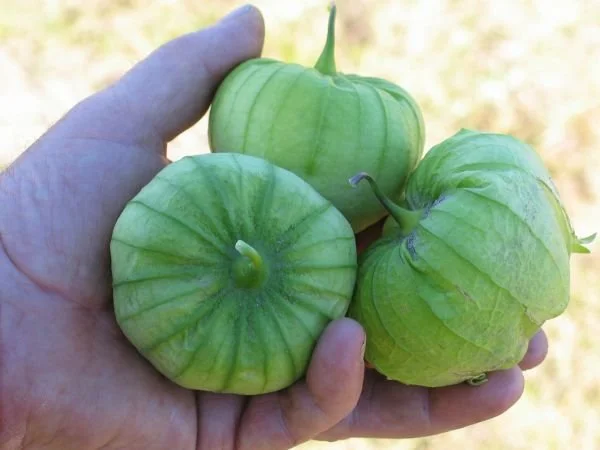 Francois Tomatillo