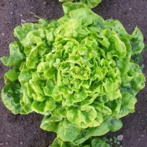 Swiss Butter Lettuce