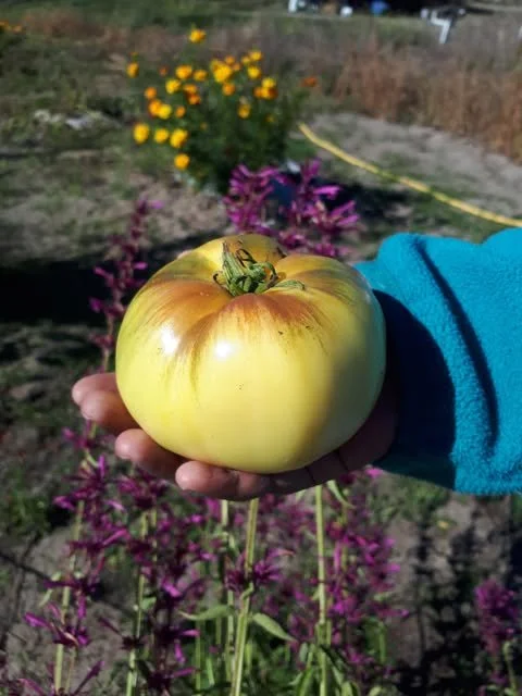 White Beauty Tomato