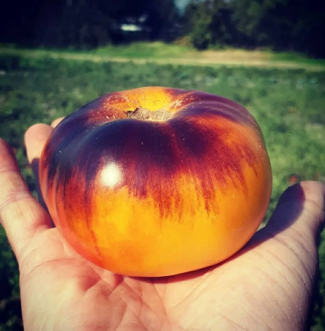 Lucid Gem Tomato