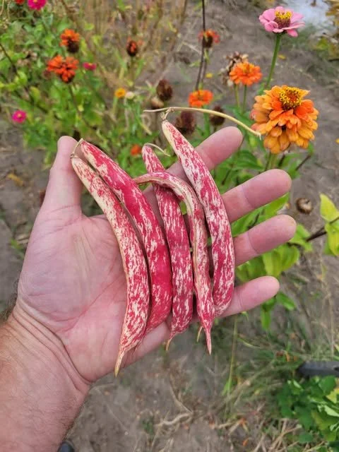 Vermont Cranberry, Snap/Dry Bean