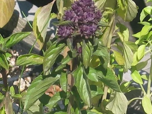 Thai Basil