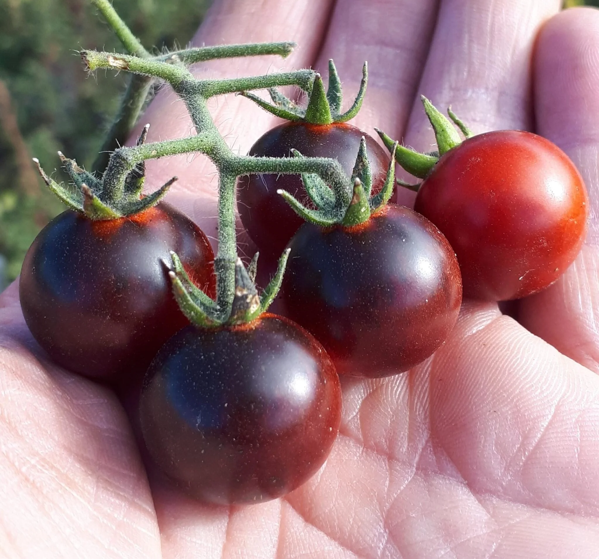 Blueberries Cherry