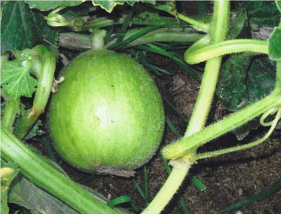Tondo Di Manduria Cucumber