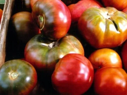 A bunch of heirloom tomatoes with a mix of green, red, and purple colors.
