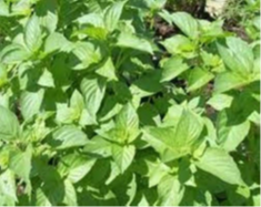Maui Lime Basil
