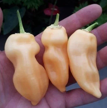 Sugar Rush Peach Hot Pepper