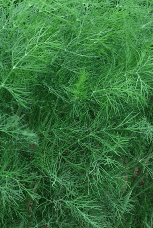 Mammoth Dill.png