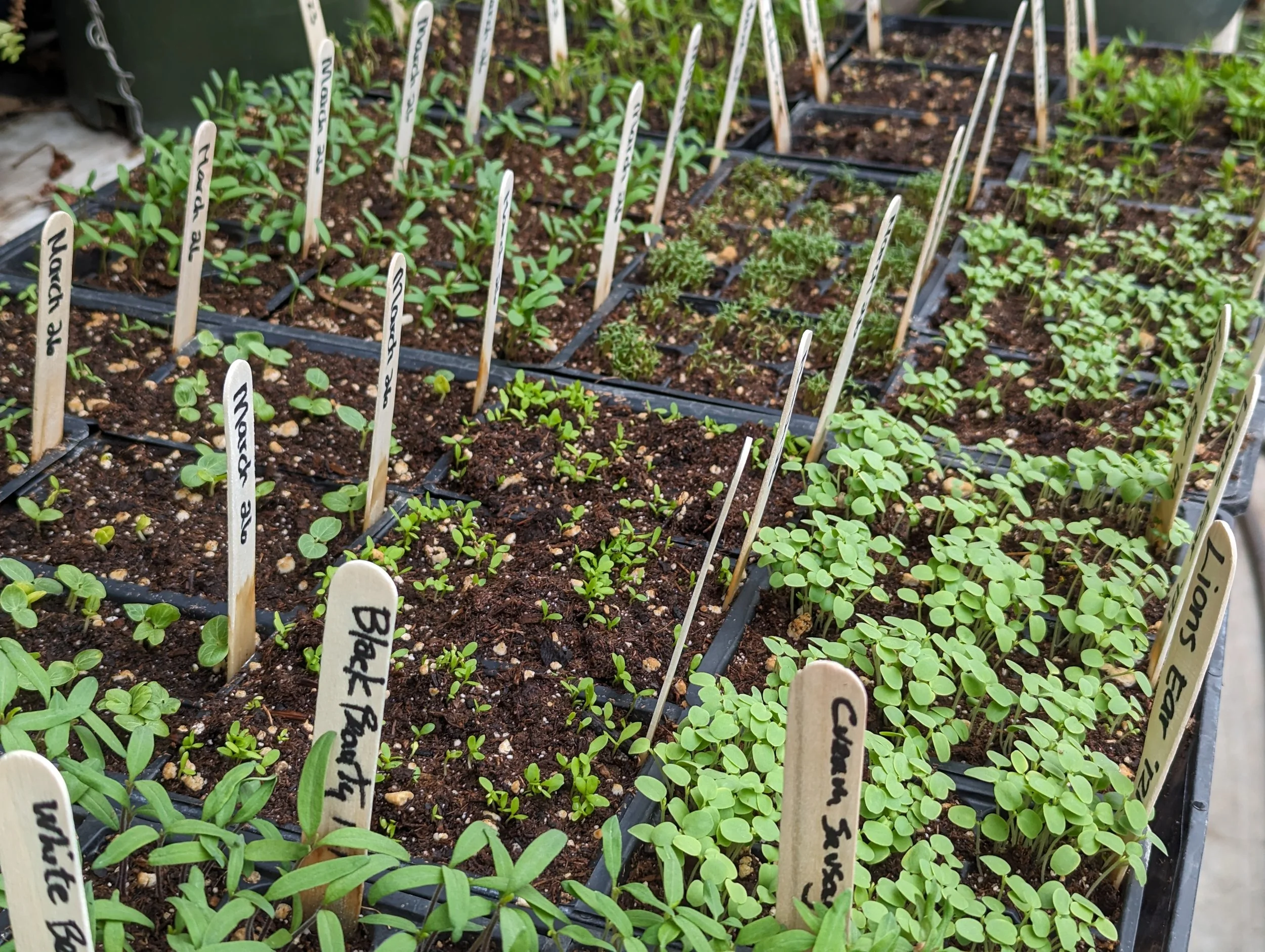 Seedlings growing in trays with labeled wooden sticks indicating different plant varieties such as 'Black Beans', 'Cucumber', and 'White Bean' in a garden or greenhouse setting.