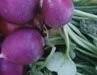 Easter Egg Radish