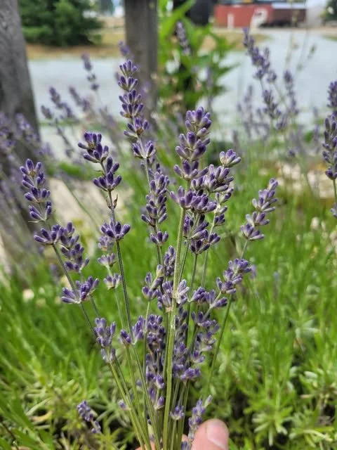 English Lavender