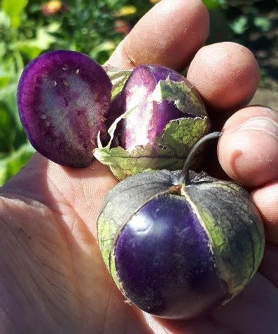 Deep Purple Tomatillo