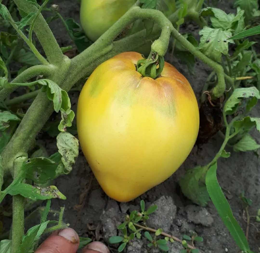 white ox tomato.jpg