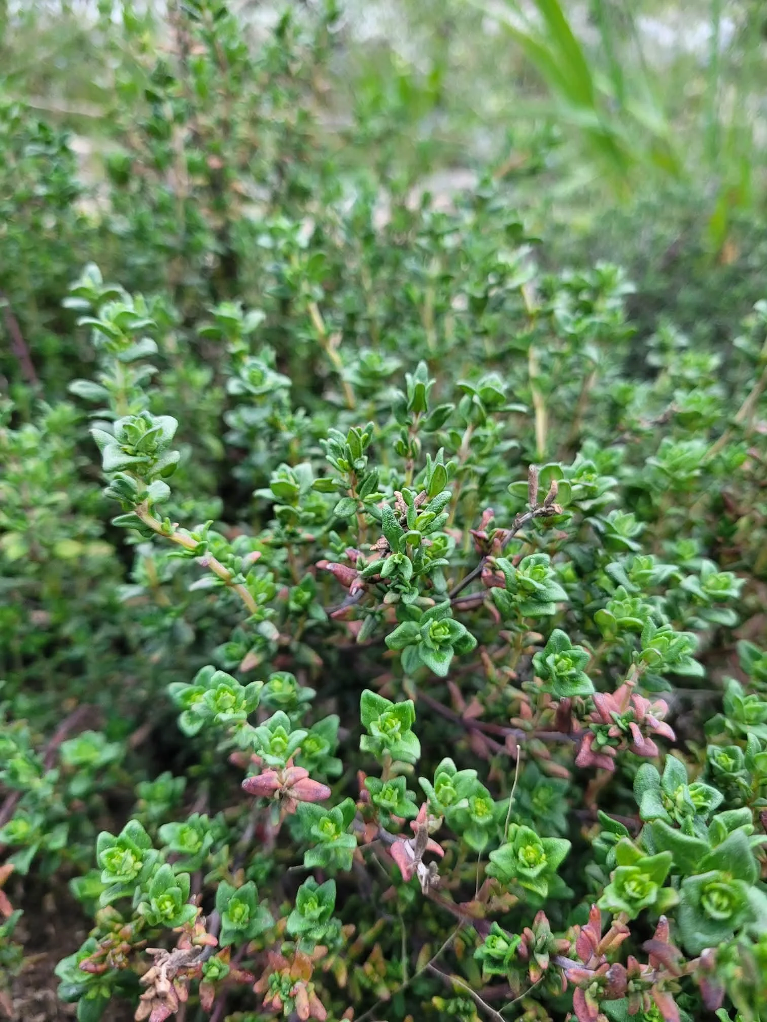 German Winter Thyme