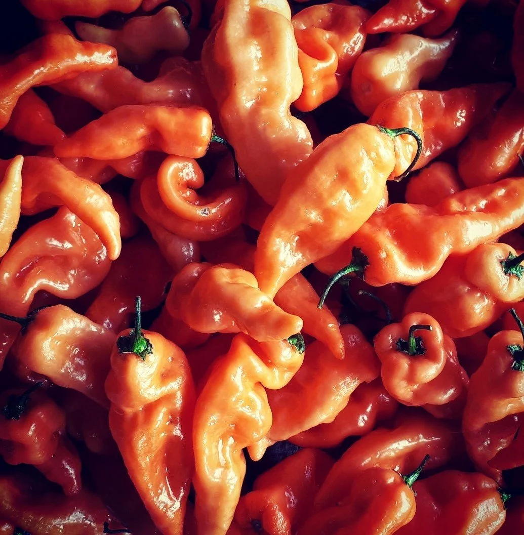 Heatless Habanero
