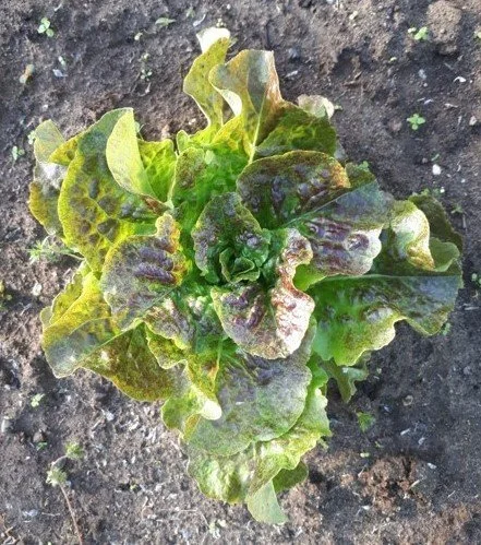 Bronze Mignonette Lettuce.jpg