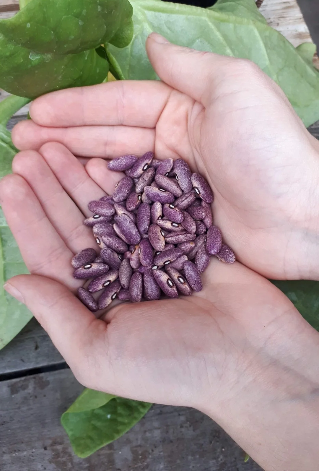 Hands holding purple black beans with white and black markings on a green plant background.