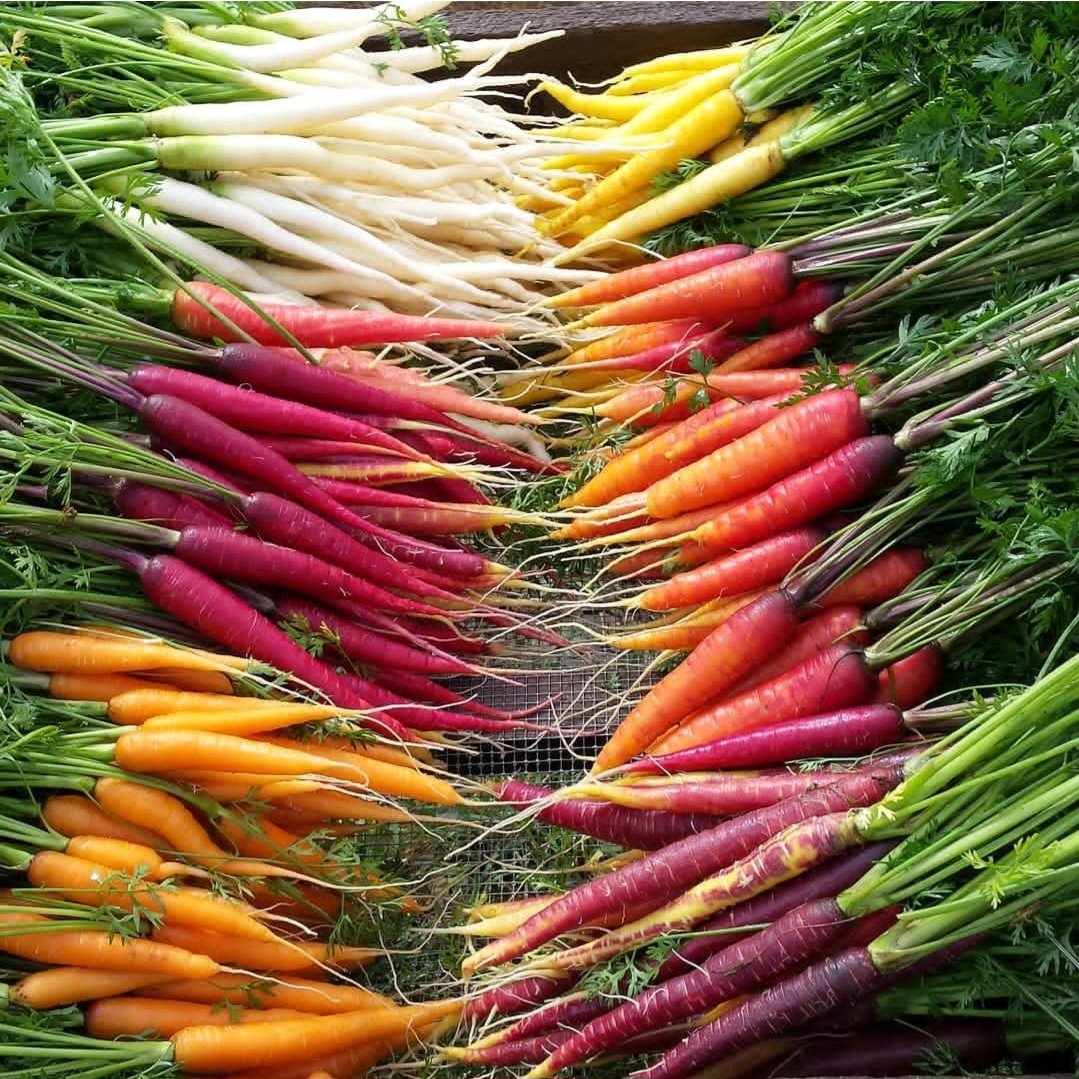 A display of colorful carrots arranged in a fan shape, including white, yellow, orange, red, and purple varieties with green tops.