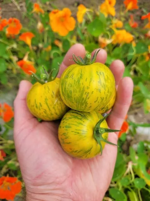 Green Zebra Tomato.jpg