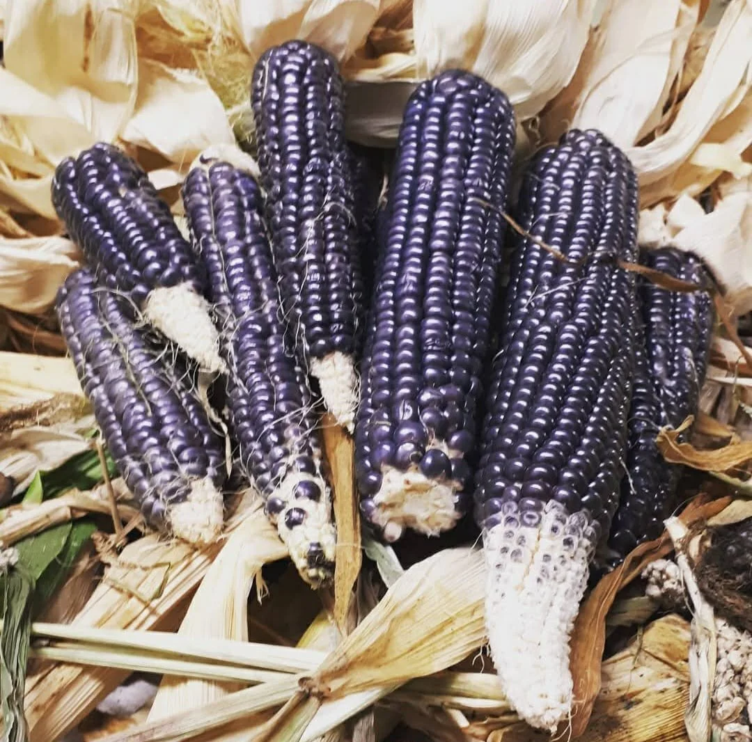 hopi blue corn.jpg