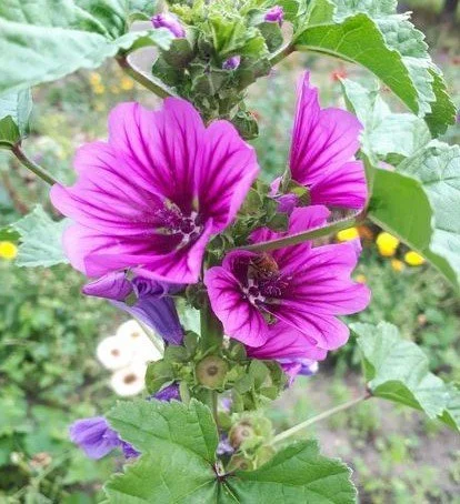 Mallow, Mystic Merlin