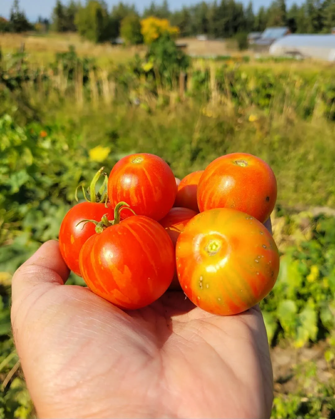 Tigrella Tomato