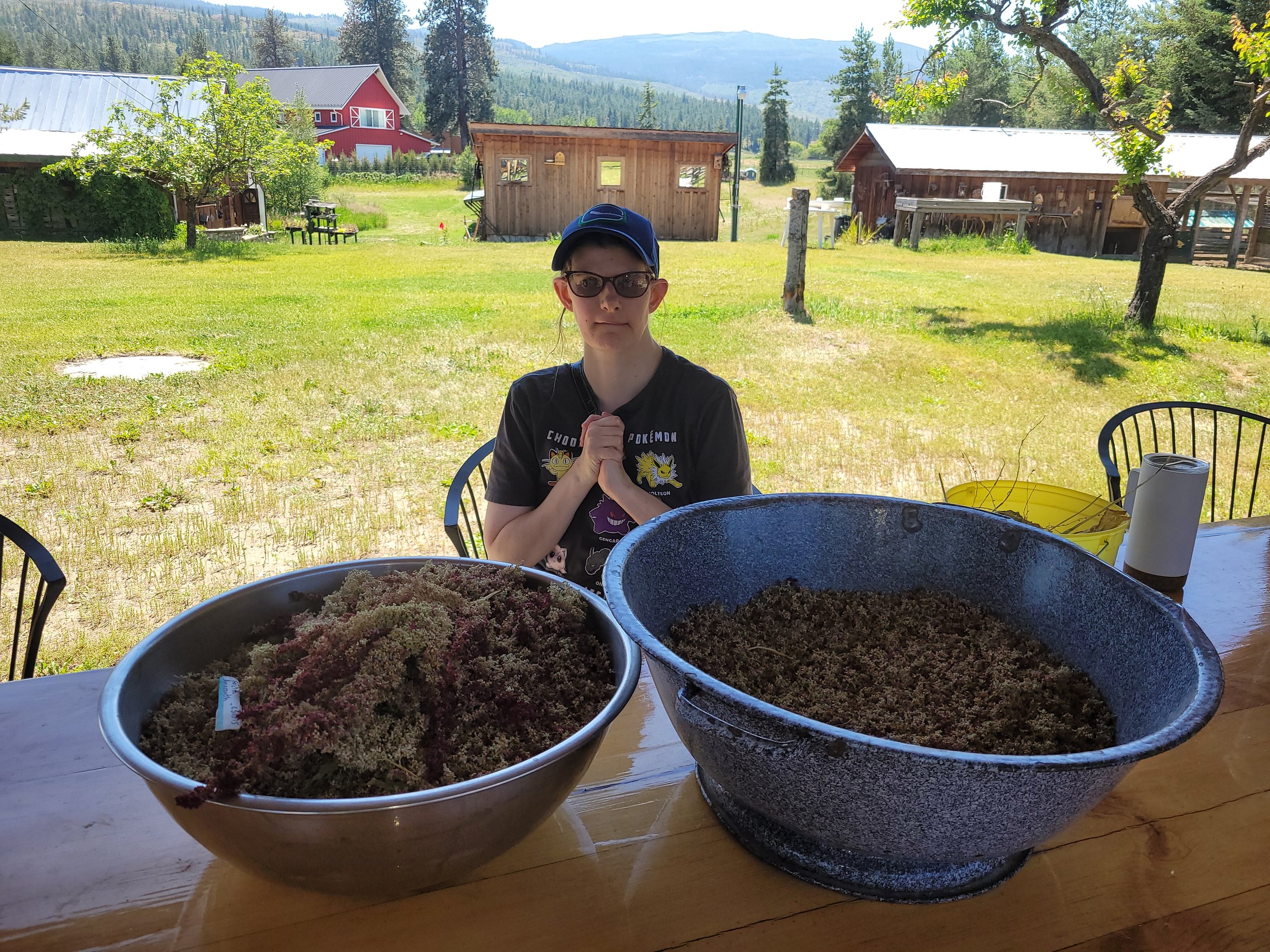 A person with sunglasses and a blue cap sitting at a wooden table with two large tubs of harvested plants outdoors in a grassy yard with trees, a few buildings, and hills in the background.