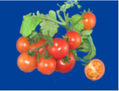 Red Robbin Tomato.png