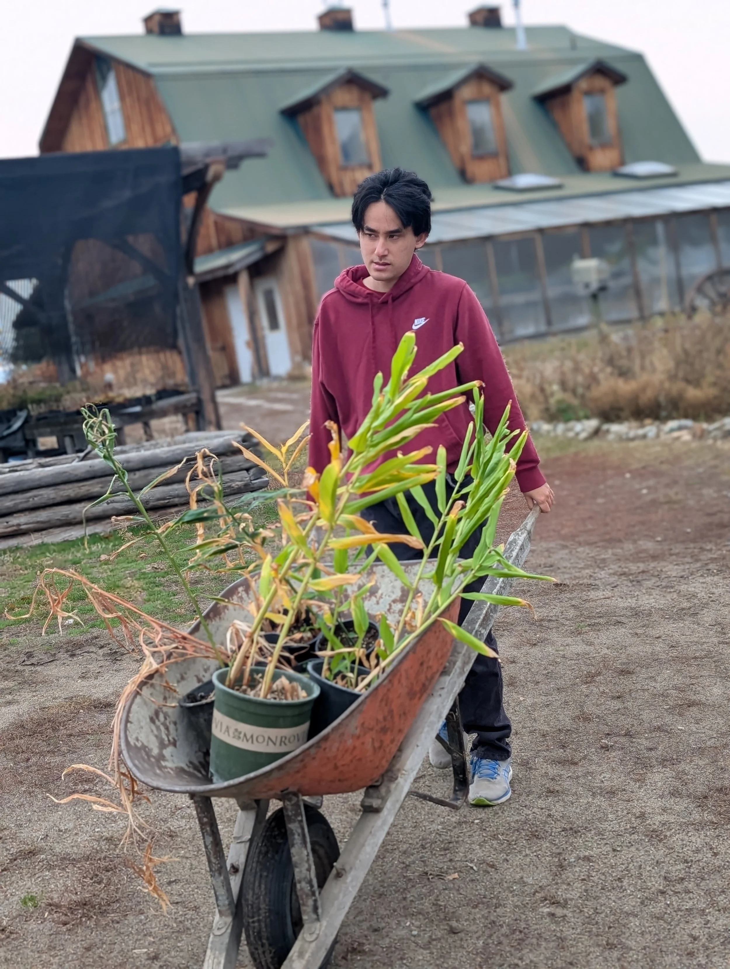 A young person wearing a maroon hoodie stands behind a wheelbarrow filled with potted plants on a dirt path outside a wooden house with a green roof.