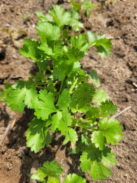 Cilantro.jpg