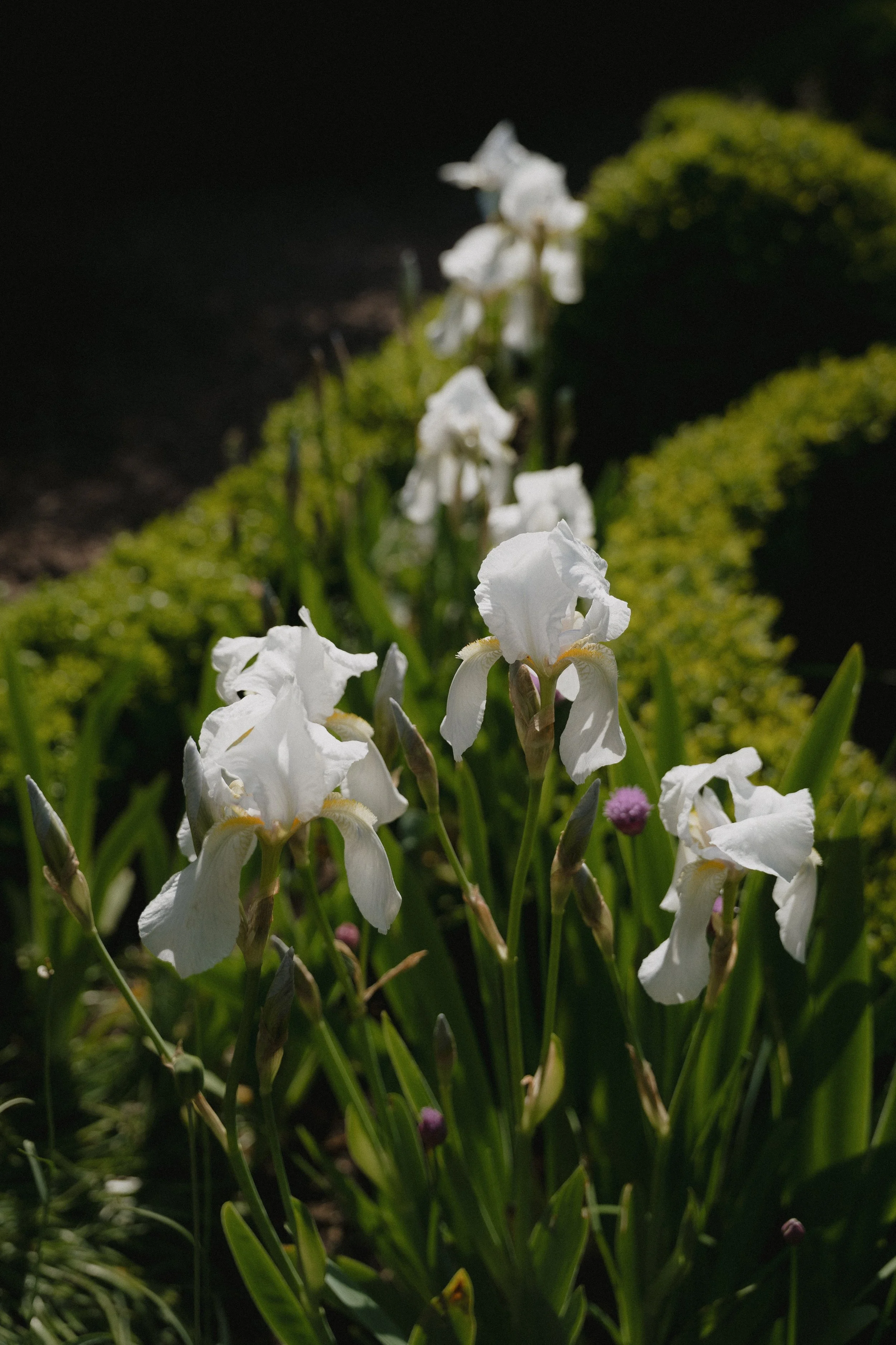 Close-up of white iris flowers blooming in a garden bed with green foliage and a dark background. - captured by an Edinburgh wedding photographer