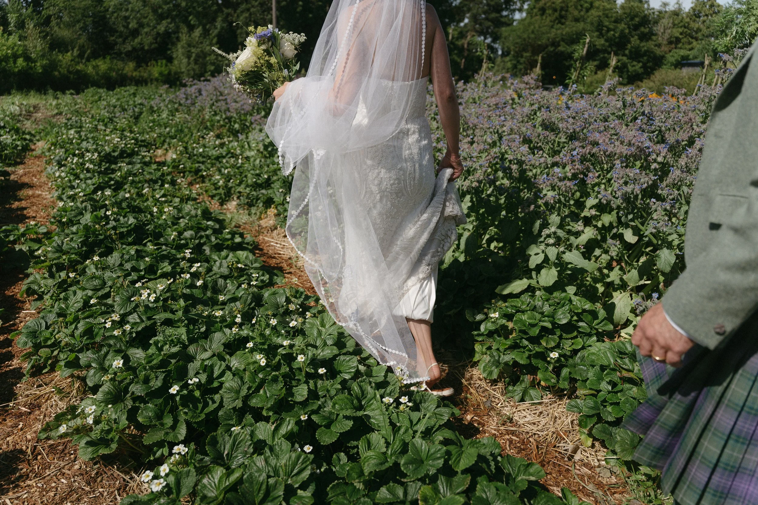 A woman in a wedding dress and veil walking through a field of strawberry plants, holding a bouquet of flowers. A man in traditional Scottish attire with a tartan kilt is partially visible on the right. - captured by an Edinburgh wedding photographer