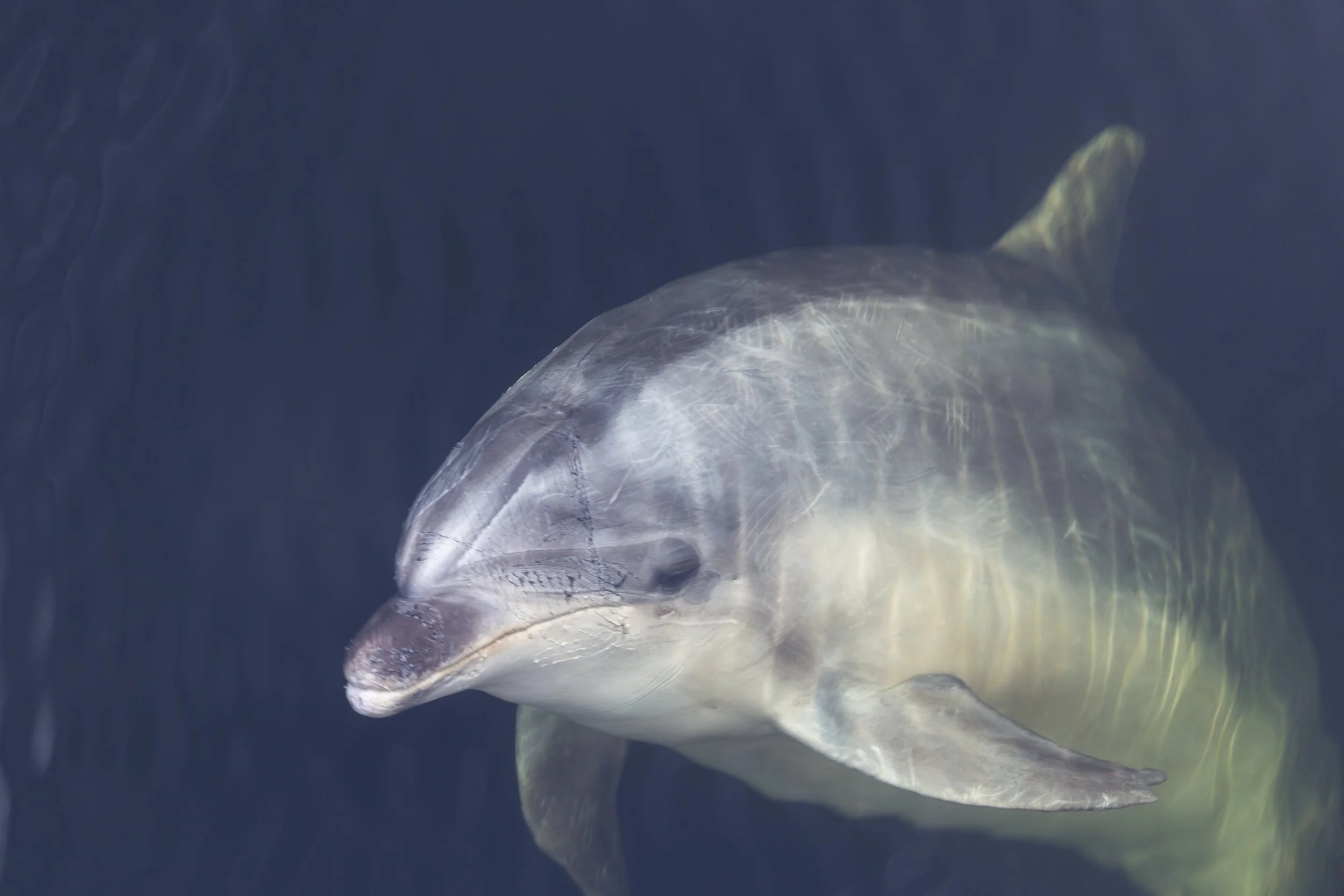 The Gentle Healing of Dolphins
