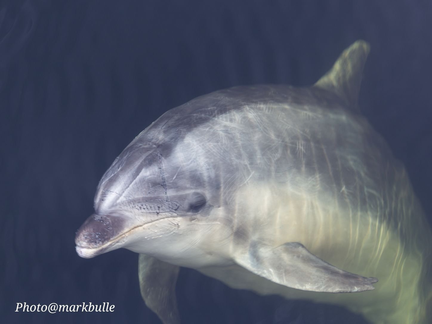 Gros plan sur un dauphin nageant avec grâce dans les eaux cristallines de l'océan.