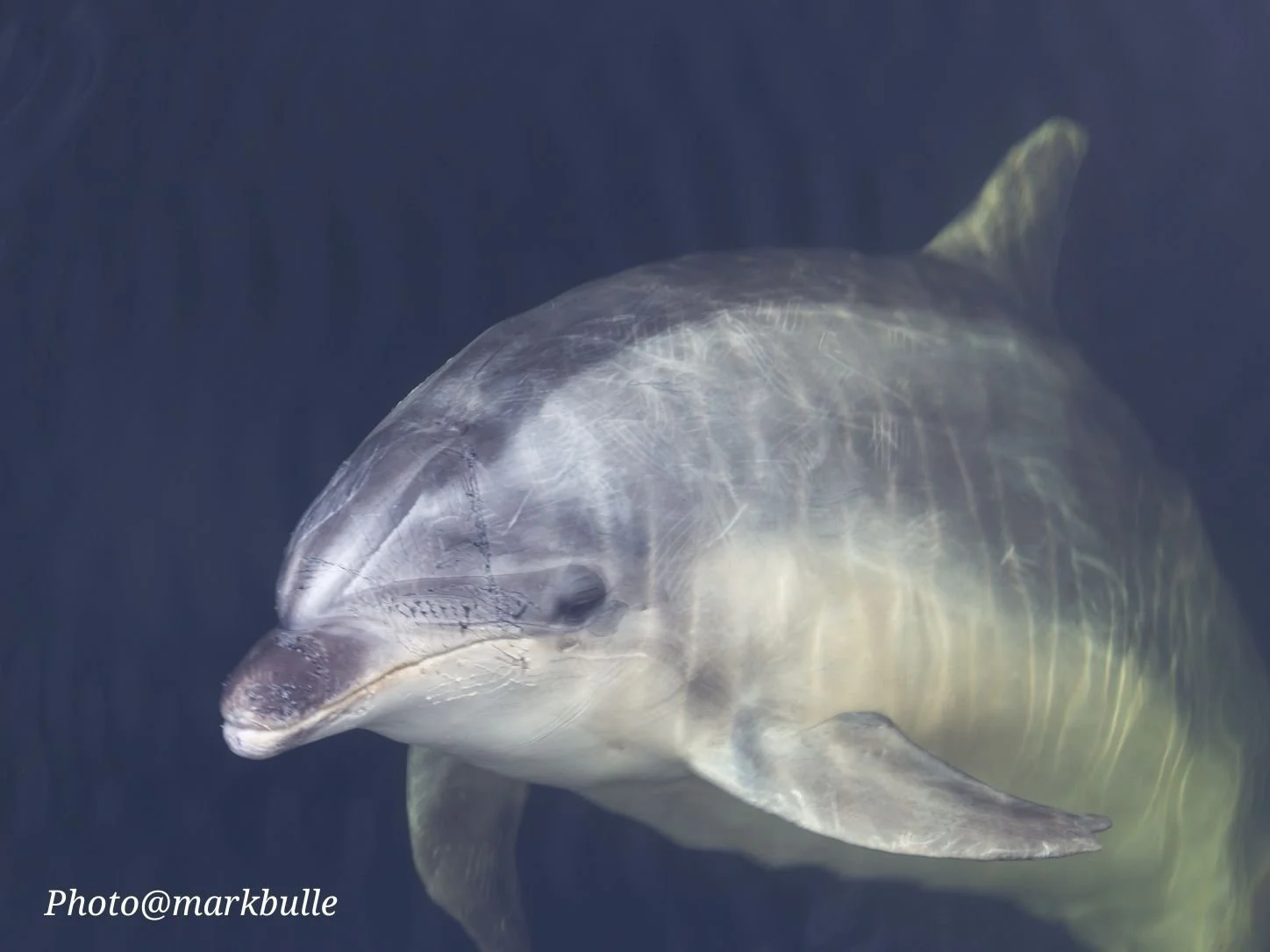 Close-up of a dolphin swimming gracefully through clear ocean waters.