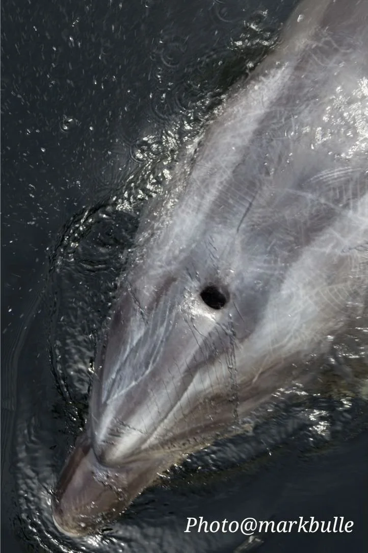 Wild dolphin emerging from the sea, showcasing its intelligence, grace and natural beauty.